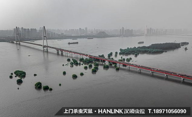 暴雨過后，蚊蟲鼠害帶來的問題影響